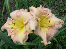 Seedling 523